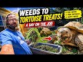 I Pulled Weeds... Then Fed Them To Tortoises