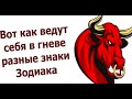 Как ведут себя разные знаки Зодиака в ГНЕВЕ