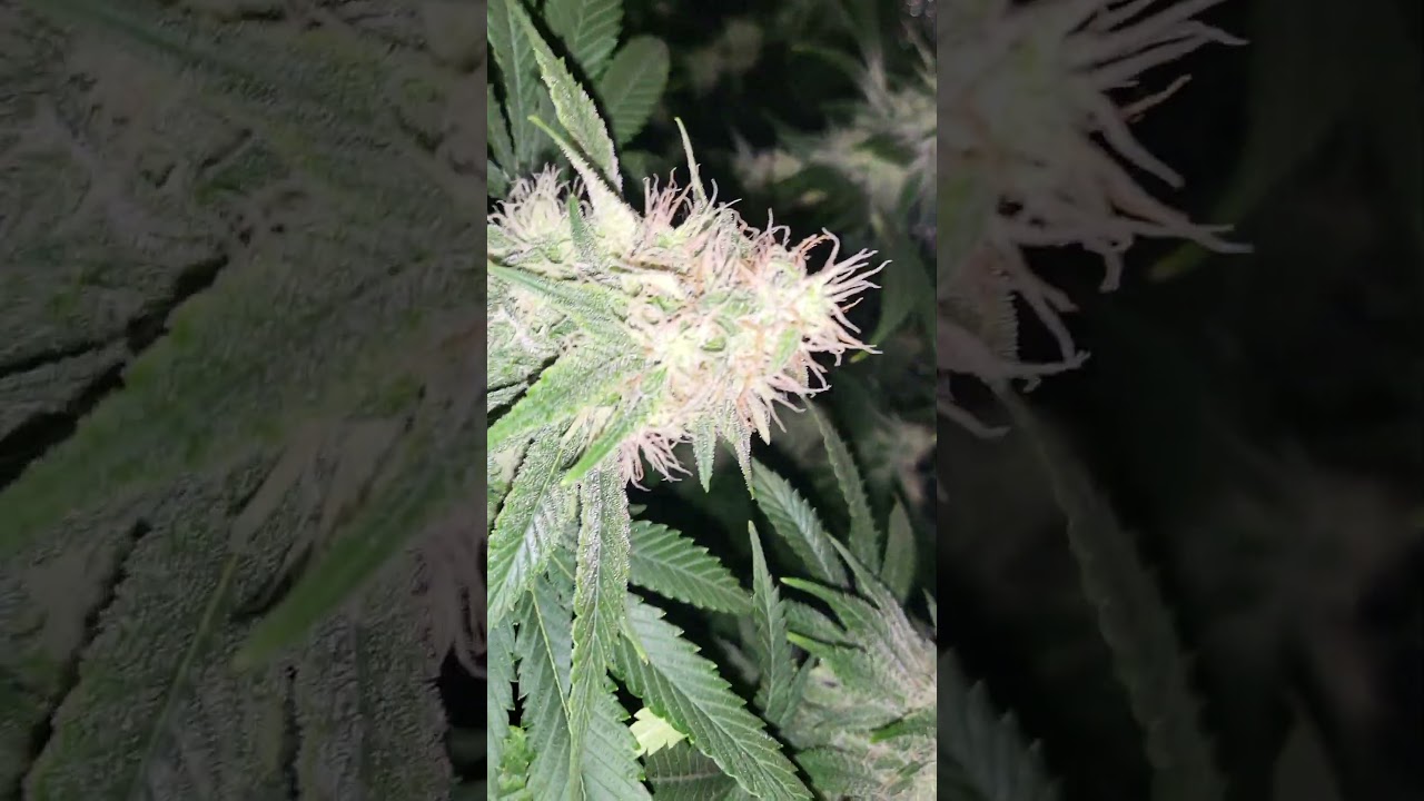 biscotti mintz week 6