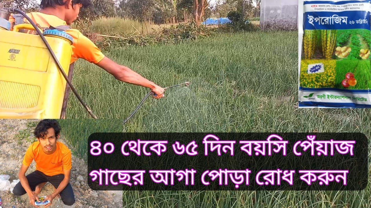 ৪০ থেকে ৬৫ দিন বয়সি পেঁয়াজ গাছের আগা পোড়া রোধ করুন || পেঁয়াজ গাছের আগা পোড়া রোধ করুন