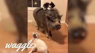 Pigs Are the Best | Funny Farm Animal Compilation
