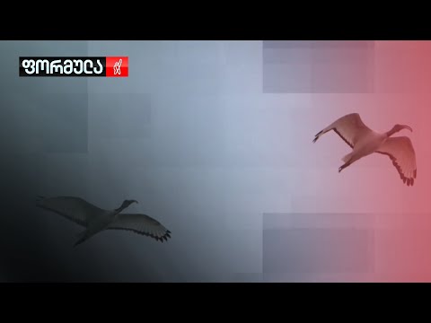 ფრინველები კერძო კოლექციიდან?