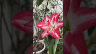 Everything blooms in its own time #march #amaryllis #flowers #nature