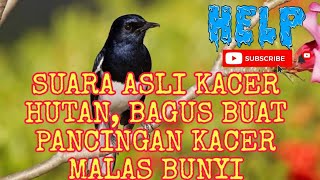 SUARA ASLI KACER HUTAN, BAGUS BUAT PANCINGAN KACER MALAS BUNYI