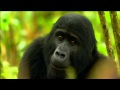 Gorilla Mating Games | Love in The Animal Kingdom | Nature on PBS