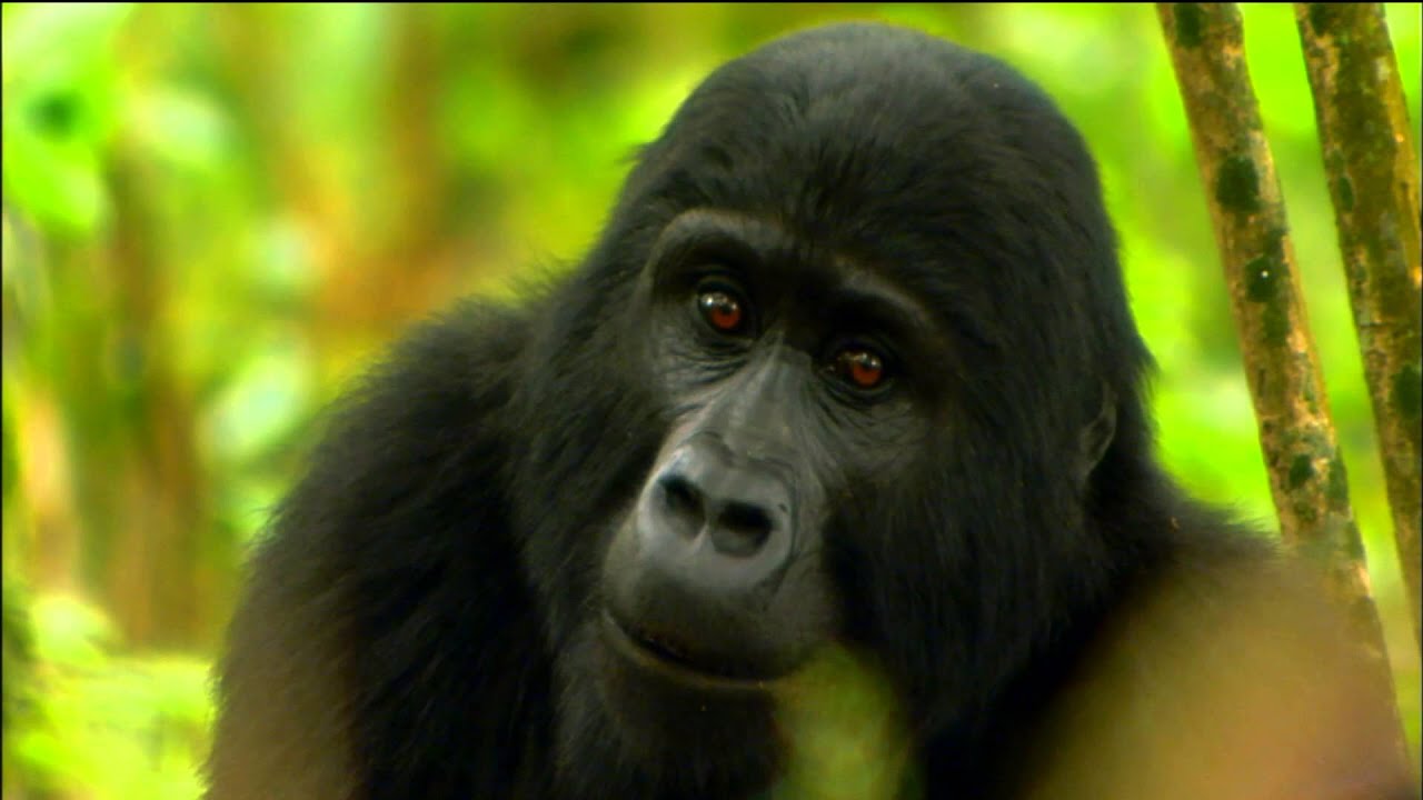 Gorilla Mating Games | Love in The Animal Kingdom | Nature on PBS