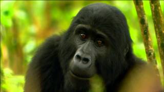 Gorilla Mating Games | Love in The Animal Kingdom | Nature on PBS