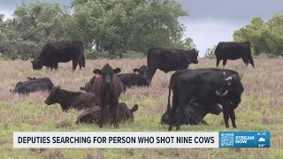 Polk County Deputies are searching for a person who shot nine cows