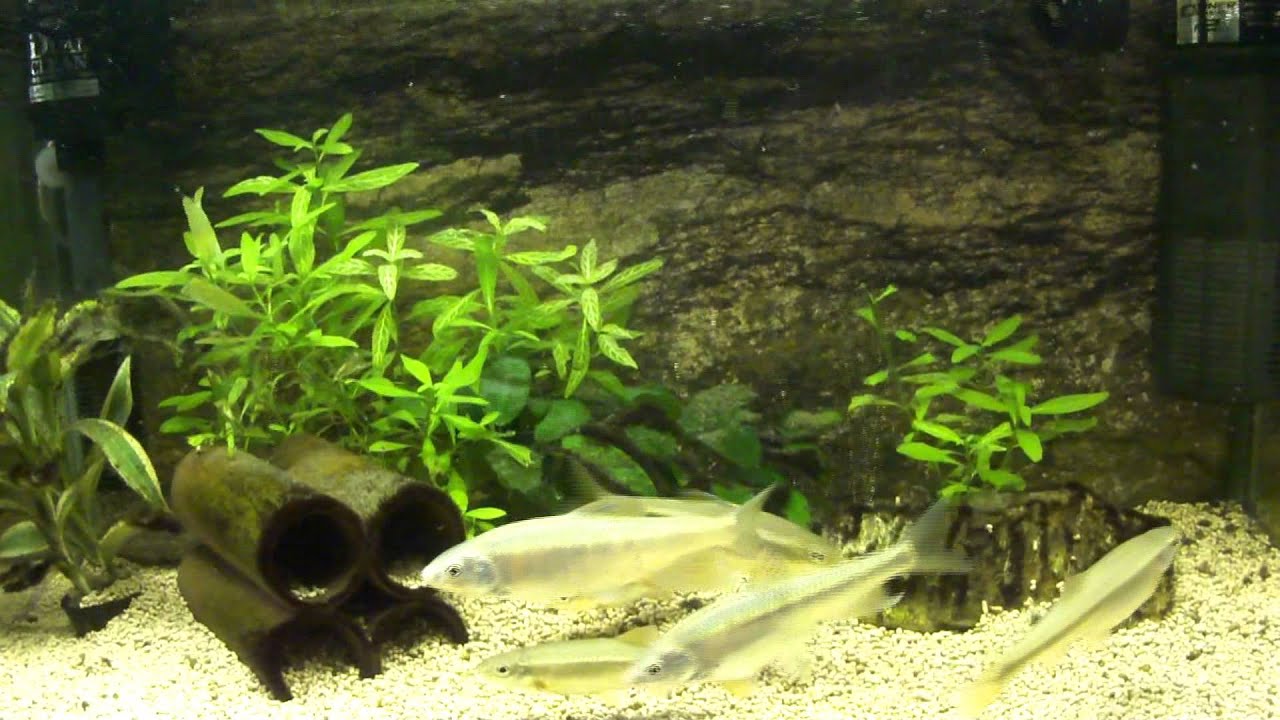 水槽の生き物 のブログ記事一覧 25ページ目 散歩のついでに