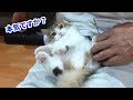 子猫のう○ち付着率が高くなったのでおしりの毛をカットします♡