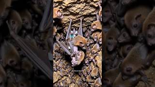 🦇 I Put a Camera on a Bat... What It Recorded Shocked Everyone ! #Bats #Wildlife #Nature #shorts