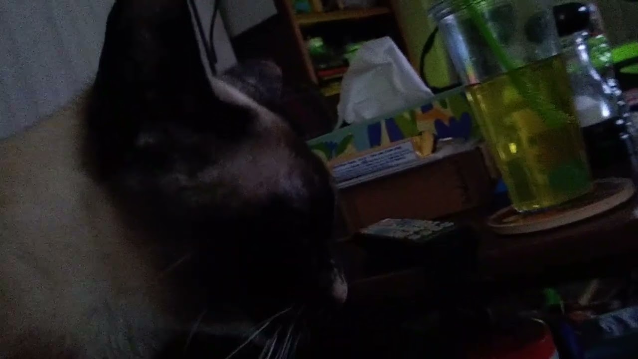 Zhenguis Siamese Ultimate Fighter Kittens Night Time Shenanigans 😻