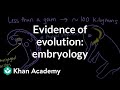 Embryonic Evolution and Homologous Features in Vertebrates