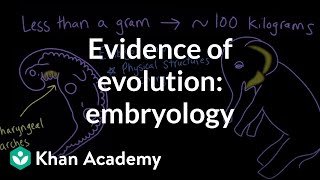 Evidence of evolution: embryology | Evolution | Middle school biology | Khan Academy