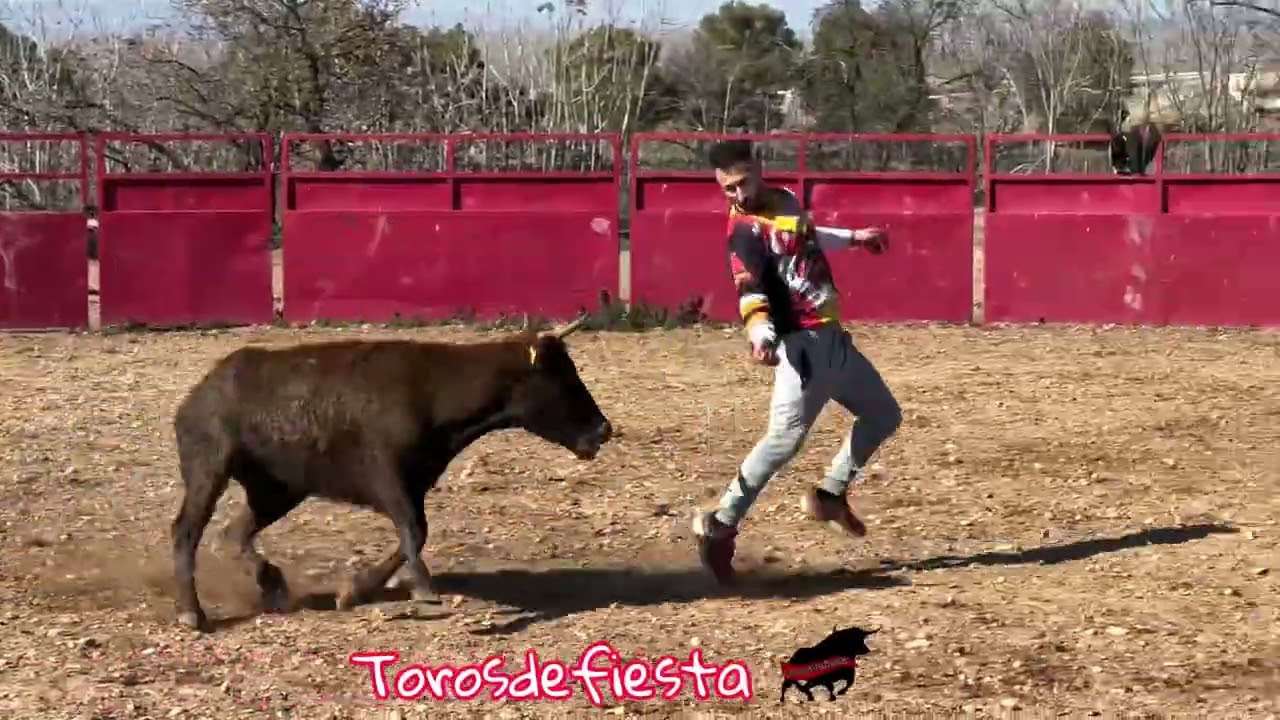 Capea en ganadería Merino