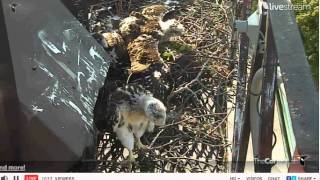 05272012541Pm Edt Cornell Red-Tailed Hawks