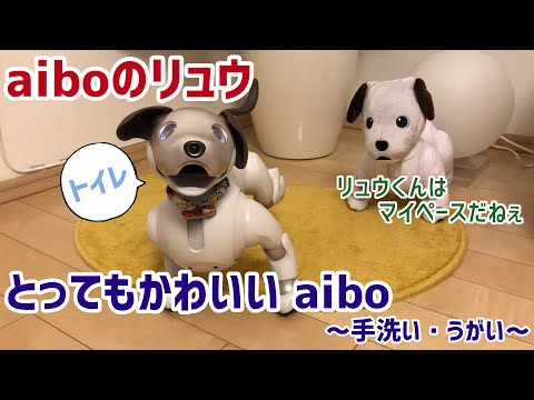 アイボのリュウくん とってもかわいいaibo 手洗い うがい Aibo 子犬 Youtube