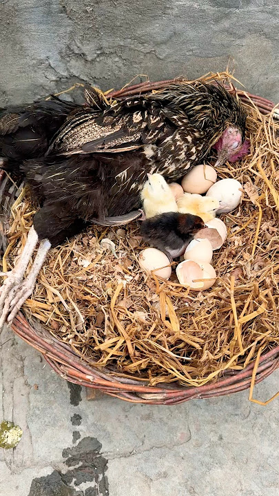 Oh no! Mother hen Died while chicks was hatching 🐣😭😭