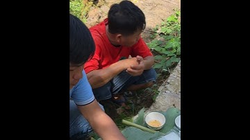 "Độc lạ" Món Cá lóc đồng nướng chui, đặc sản miền tây #nganangiang67