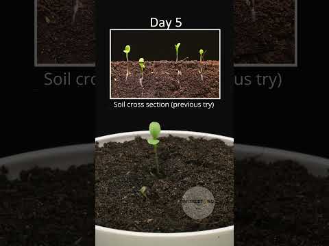 वीडियो: लेट्यूस 'डी मोर्गेस ब्रौन' जानकारी: डी मोर्गेस ब्रौन लेट्यूस उगाने के बारे में जानें