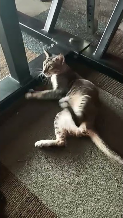 tidur gaya ngangkang #viral#kucinglucu#shorts