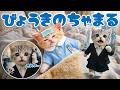 【社畜ねこのむぎ】そんな...!? ちゃまるが倒れたと聞き心配になるむぎ🚑😿