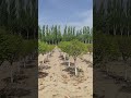 Semi-buried planting in sandy soil using high-strength UV-resistant planting bags #growbags #farm