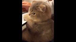 Awww, why you guys so cuteee 🥰🥰 #cat #cats #pets #kitten #cute #cutecat #catlover #fyp #shorts #pets Awww, why you guys so cuteee 🥰🥰 #cat #cats #pets #kitten #cute #cutecat #catlover #fyp #shorts #pets