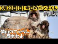 【最新3月22日(日)】今日のパンチくんをお届けします2026.3.22 市川市動植物園 #Punch the monkey #がんばれパンチ 