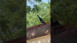 #peacock #nationalnews #nature #india #beautiful #trendingshorts #viralvideo moh mor bnaiyo