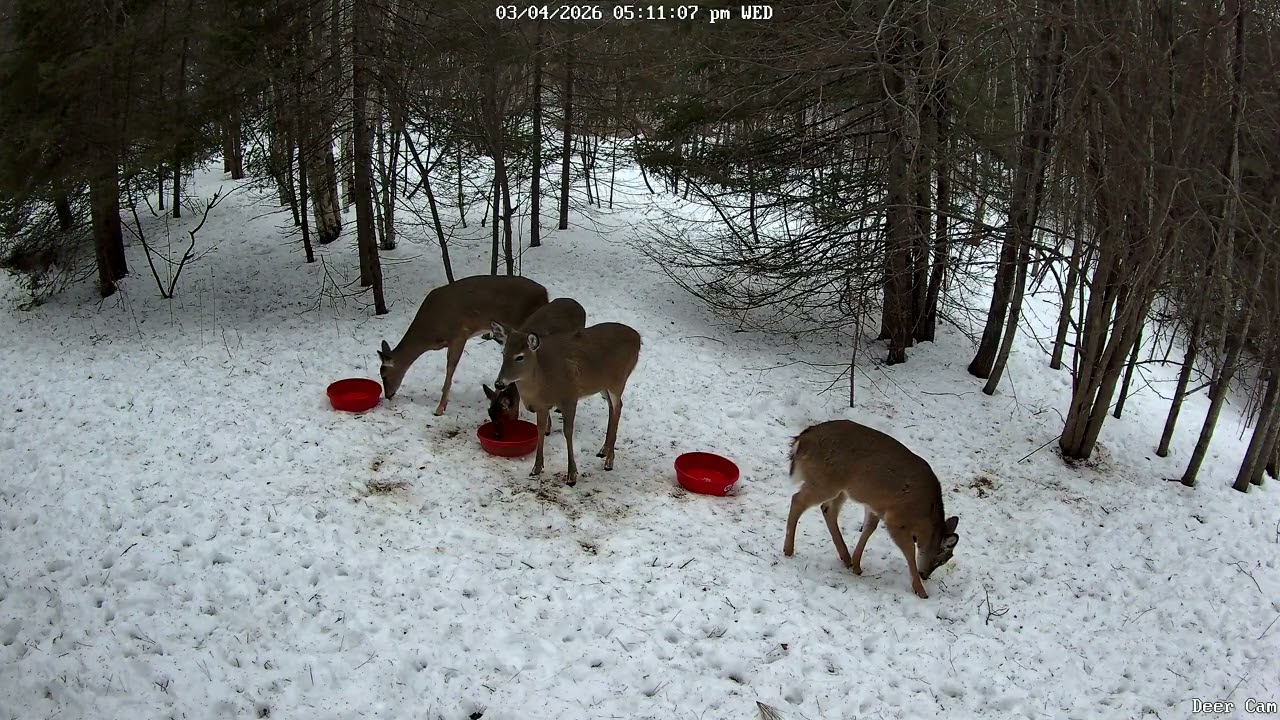Deer 3-04-2026 4:58 PM