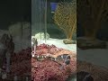 percintaan kuda laut