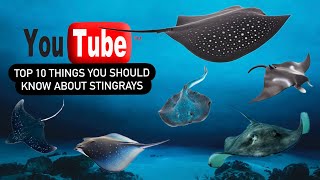 Stingray Secrets: Top 10 Things You Need to Know (2024)