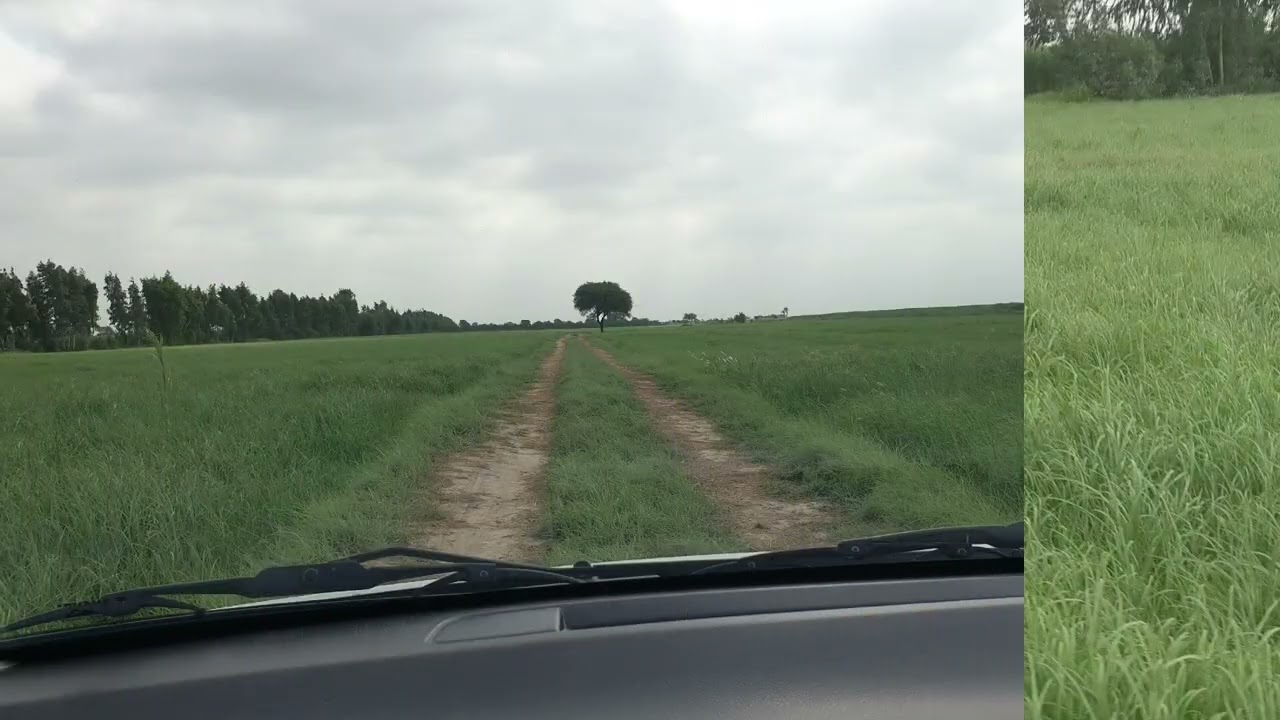 Rhodes Grass
