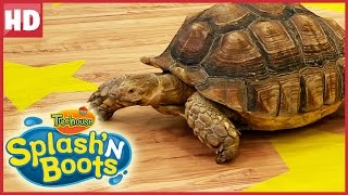 Splashn Boots Little Ray Tortoise Funny Show For Kids