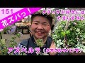アスペルラAsperula orientalis タマクルマバソウ_ナチュラル好きにおすすめプランツギャザリング作り方【花ズバっ】151旬の花とその使いかた紹介/花創人ガーデニング教室