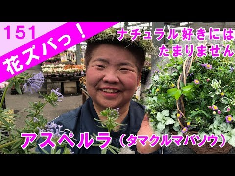 クルマバソウ