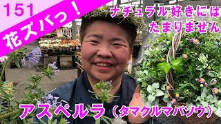 アスペルラAsperula orientalis タマクルマバソウ_ナチュラル好きにおすすめプランツギャザリング作り方【花ズバっ】151旬の花とその使いかた紹介/花創人ガーデニング教室