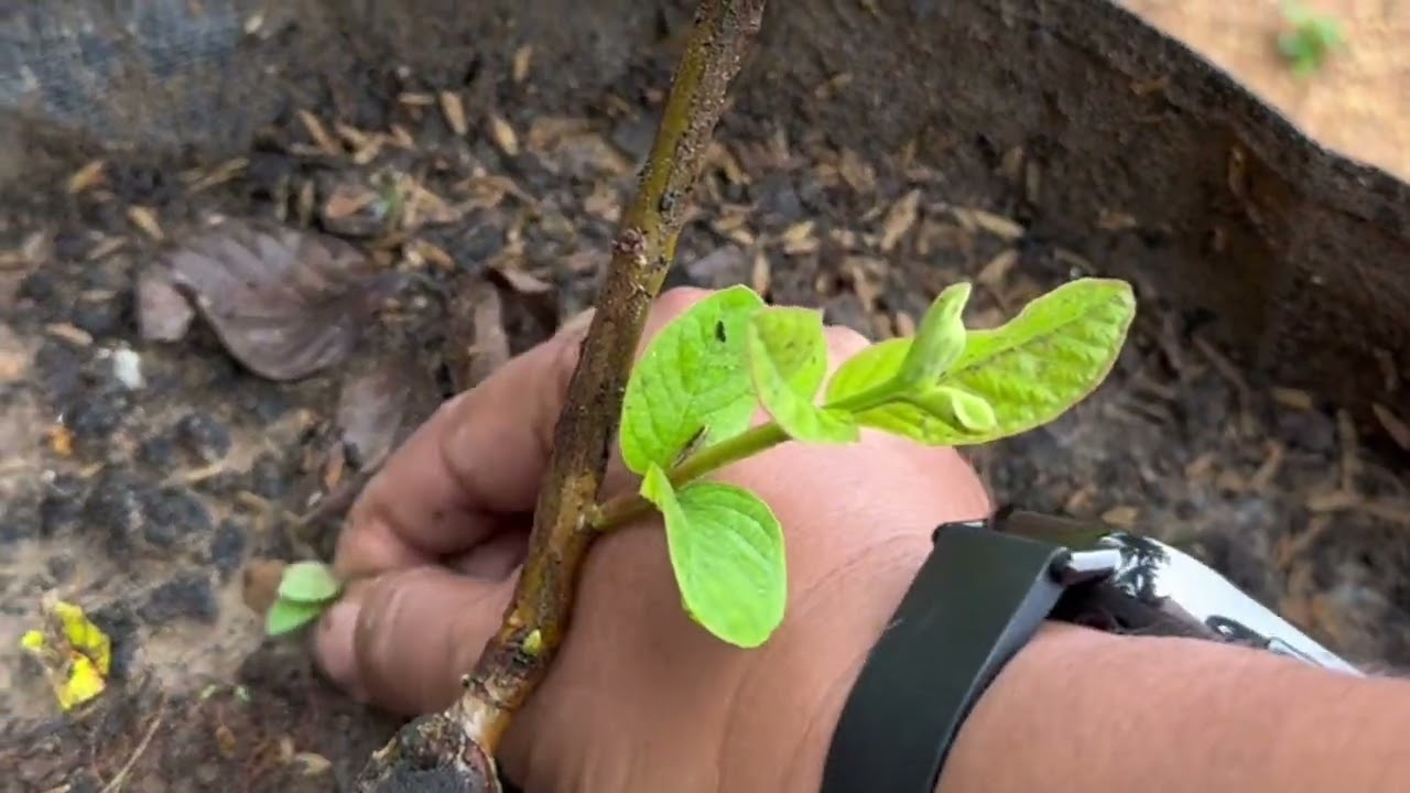 Jambu kristal di planterbag