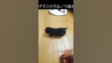 #宮若市 #保護活動筑豊 #保護活動 #里親募集中 #ちび天 #里親募集 #ねこがいる生活 #猫のいる暮らし #保護猫 #猫里親