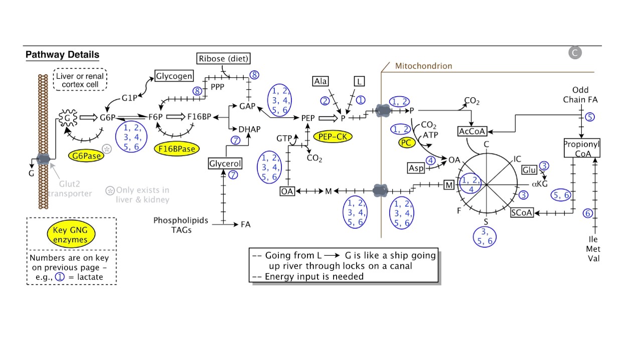 gluconeogenesis