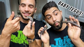 Hatching Baby Tegus IN OUR HANDS! (Baby Tegu Set Up)