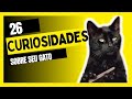 26 curiosidades sobre gatos