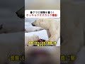 母グマの獲物を狙う！ ホッキョクオオカミが接近！ #ホッキョクグマ #ホッキョクオオカミ #野生動物 #北極 #自然