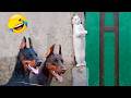 You Laugh You Lose 😂😍 Funniest Cats and Dogs Videos 2026 😻🐶 Part 31
