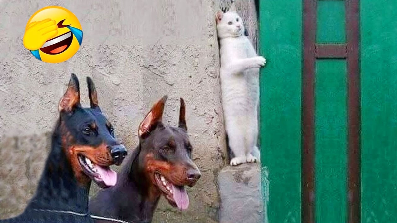 You Laugh You Lose 😂😍 Funniest Cats and Dogs Videos 2026 😻🐶 Part 31