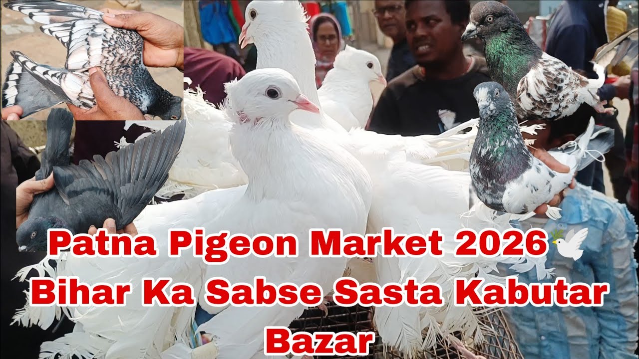 Patna Pigeon Market 2026 🕊️ Bihar Ka Sabse Sasta Kabutar Bazar 