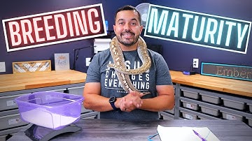 When To Start Pairing Your Ball Pythons?