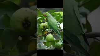 Download Lagu Cute to Rama Chilaka please subscribe🙏🏽🙏🏽🙏🏽🙏🏽🙏🏽🙏🏽 MP3