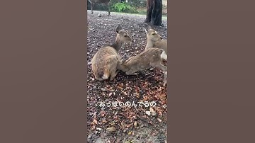 奈良の鹿、まじゾンビ
